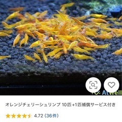 オレンジチェリーシュリンプ10匹+α