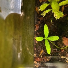 オレンジチェリーシュリンプ15匹+αの画像