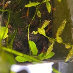 オレンジチェリーシュリンプ15匹+αの画像