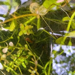 オレンジチェリーシュリンプ15匹+αの画像