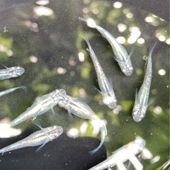 狼牙メダカ-10匹
