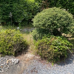 庭木、庭石　欲しいものをどうぞの画像