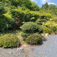 庭木、庭石　欲しいものをどうぞ