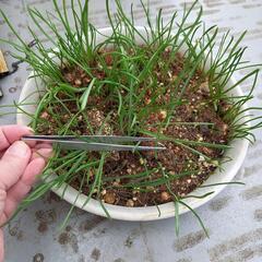 ムスカリ 球根    まだ小さいです！の画像