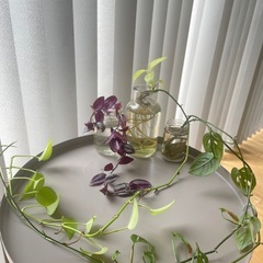 観葉植物　3種類　5本セット！　セブリナ　ポトスライム　マドカズ...