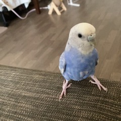 セキセイインコ - 札幌市