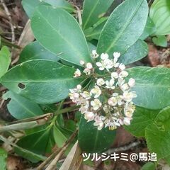 登山・ハイキング友達募集！【 予定：貫気別山など　報告：馬追丘陵 】