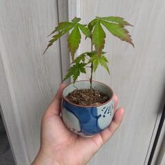モミジ盆栽②
