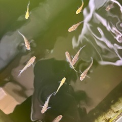 夜桜ゴールド✖️サファイア