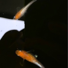 🐟セール終了のお知らせ🐟
