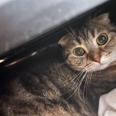 猫里親募集