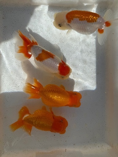 らんちゅう　四匹セット