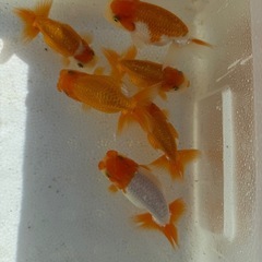 らんちゅう　七匹セットの画像