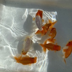 らんちゅう　七匹セットの画像