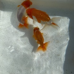 らんちゅう　七匹セットの画像