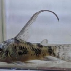 🐸代理出品)コリドラス稚魚¥50円(日曜日限定❣️)