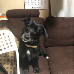 コギプー3歳