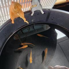 周年祭開催⚡華薊赤黒錦普通体型