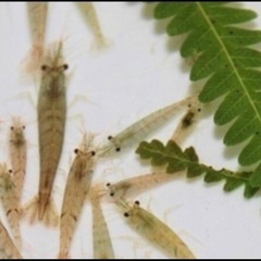 ミナミヌマエビ10匹プラスおまけ付き
