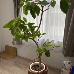 カシワバゴム　観葉植物