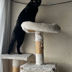 猫を探しています