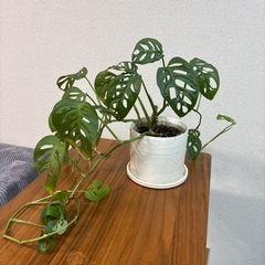 [引き渡し者決定]観葉植物