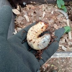 カブトムシ幼虫