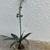 ランキングキーワードに紐づく投稿画像-多肉植物