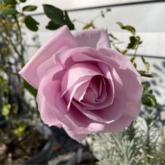 薔薇苗　ローズシナクティフ