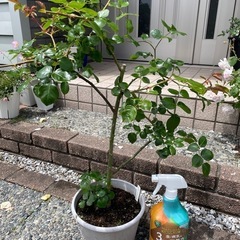 薔薇苗　ローズシナクティフの画像