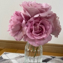 薔薇苗　ローズシナクティフの画像