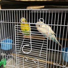 セキセイインコ3羽（オス2羽メス1羽）