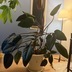 ランキングキーワードに紐づく投稿画像-観葉植物