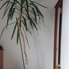 【取引終了】観葉植物（青年の木)