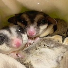 フクロモモンガ　オス1メス3
