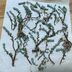 ランキングキーワードに紐づく投稿画像-多肉植物