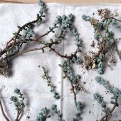 木立性ブレビフォリウムの画像
