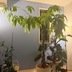 ランキングキーワードに紐づく投稿画像-観葉植物