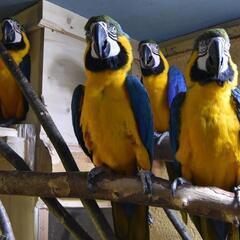 四羽のキビタイボウシインコ