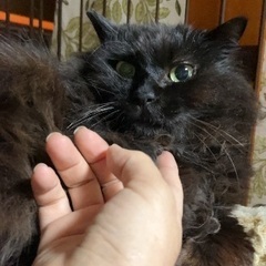 5/17(土)譲渡会⭐️甘えん坊で大人しい黒猫コロンボ長毛
