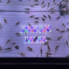 🦐スジエビ＆手長エビ推定２００匹🦐⭐️ペットでも釣り餌としても使える万能エビです✨の画像