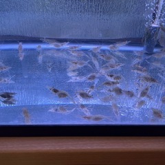 🦐スジエビ＆手長エビ推定２００匹🦐⭐️ペットでも釣り餌としても使える万能エビです✨の画像
