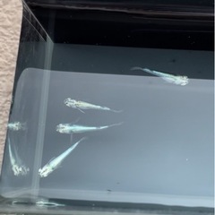 メダカの画像