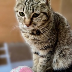 キジトラ(ミックス)
