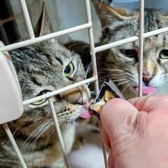 物置に来ていたちょっと成長した子猫達4匹を保護したので３匹を里親...