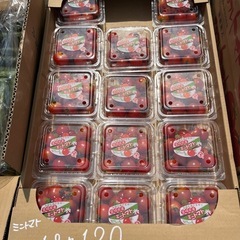 宮崎県産ミニトマトパック入り入荷しました！✨