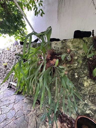 ビカクシダ群生