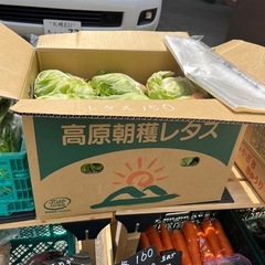朝採れレタスしました！✨