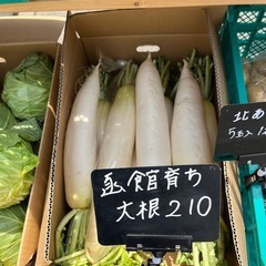 函館育ち大根入荷しました！