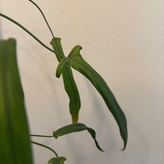 フィロデンドロン　ホルトニアナムの画像